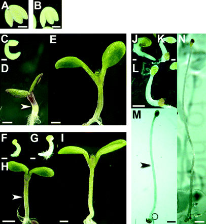 Developmental stages of seedlings. (A, B) Embryos extracted from seed after 48 h imbibing in the absence (A) and presence (B) of gibberellic acid in complete darkness at 4 °C (stage I). (C–E) Seedlings grown in continuous light: stage IIa (C), stage III (50% final length) (D), stage IV (final length) (E). (F–I) Seedlings grown in continuous light on GA-supplemented media: stage IIa (F), stage IIb (G), stage III (50% final length) (H), stage IV (final length) (I). (J–N) Seedlings grown in continuous dark: stage IIa (J), stage IIb (K), stage IIc (L), stage III (50% final length) (M), stage IV (final length) (N). Scale bars: A, B, C, F, G, J, K= 0.2 mm; D, E, H, I, L=0.5 mm; M=0.8 mm; N=1 mm. Arrowheads in D, H, and M indicate fracture points displayed in Fig. 2A, B, and C, respectively.