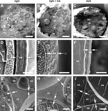 Scanning electron micrographs of freeze-fracture surfaces in hypocotyls at 50% final length (stage III). (A–C) Low magnification electron micrographs showing typical results of freeze-fracture transverse to the long axis of the hypocotyl at mid-point. Cell layers: ep, epidermis; oc, outer cortex; ic, inner cortex; en, endodermis; st, stele. (D–I) High magnification electron micrographs of outer epidermal cell wall (D–F) and walls at the cell corners of the inner cell layers (G–I). Arrows indicate typical sites between which wall thicknesses were measured. Abbreviations: cw, cell wall; cy, cytoplasm; va, vacuole; cc, cell corner. Scale bars: A–C=50 μm; D–F=1 μm; G–I=2 μm.
