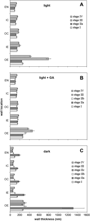 Cell wall thicknesses of hypocotyls freeze-fractured at their mid-points at the developmental stages described in Fig. 1 (A, light-; B, light+GA-; C, dark-grown hypocotyls). Mean thicknesses are given ±SE (n=23) pooled from five hypocotyls for each treatment and developmental stage. Walls in outer epidermis (OE), inner epidermis (IE), outer cortex (OC), inner cortex (IC), and endodermis (EN) were measured.