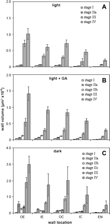 Cell wall volumes of hypocotyls at the developmental stages described in Fig. 1 (A, light-; B, light+GA-; C, dark-grown hypocotyls), calculated as described in Materials and methods. Mean volumes are given ±SE. Volumes of wall in outer epidermis (OE), inner epidermis (IE), outer cortex (OC), inner cortex (IC), and endodermis (EN) were measured.