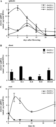 Accumulation of OsGS1;1 (filled circles or bars), OsGS1;2 (open circles or bars), and OsGS1;3 (grey circles) mRNAs in (A) spikelet during ripening, (B) in leaf blade (LB), leaf sheath (LS), and unexpanded premature leaf blade (ULB) at the fourth, eighth, or tenth leaf position from the bottom, and (C) in roots following the supply of 1 mM NH4Cl for 24 h in wild-type japonica rice plants. Quantitative real-time PCR was performed using gene-specific primers for OsGS1;1 (Ishiyama et al., 2004a) and OsGS1;2 and OsGS1;3 (Tabuchi et al., 2005), respectively. Means of independent triplicate samples and SD values (n=3) are indicated. Note that the units of the y-axis of (A) are not the same as those of (B) and (C).