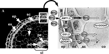 (A) Cross-section of seminal roots and (B) schematic cellular compartmentation of AMT1;2 and NH4+-assimilatory isoenzymes showing nitrogen flow in rice roots. Casparian strips are located between the exodermis and sclerenchyma and in the endodermis, respectively. Abbreviations: co, cortex; cl, central cylinder; ed, endodermis; ep, epidermis; ex, exodermis, pe, pericycle; and sc, sclerenchyma. Open arrows in (B) indicate that the corresponding transporters or metabolic flow are not clearly understood.