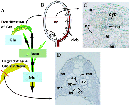 (A) Schematic model for nitrogen remobilization, (B) model of spikelet, (C) cross-section of the dorsal region of grain, and (D) cross-section of large vascular bundle of leaf blade of rice plants. GS1;1 protein was detected in companion cells, phloem-parenchyma cells, and xylem-parenchyma cells in senescing leaf blades (Sakurai et al., 1996), whereas NADH-GOGAT1 protein was located in xylem-parenchyma cells, phloem-parenchyma cells, and mestome sheath cells in developing leaf blade and developing vascular bundle, nucellar projection, nucellar epidermis, and aleurone layer in young grain (Hayakawa et al., 1994), respectively. White arrows in (B) indicate the direction of solute flux from developing vascular bundle to endosperm. Abbreviations: al, aleurone layer; cc, companion cells; dvb, developing vascular bundle; em, embryo; en, endosperm; mc, mesophyll cells; ms, mestome sheath cells; ne, nucellar epidermis; np, nucellar projection; pe, pericarp; ps, parenchyma sheath cell; pp, phloem-parenchyma cell; se, sieve element; xp, xylem-parenchyma cell; xv, xylem vessel element.