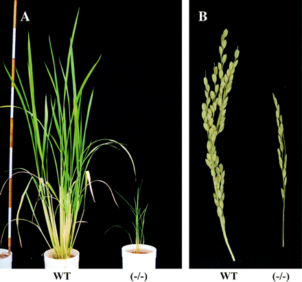 Phenotypic characteristics of OsGS1;1-knockout mutants. (A) Phenotype of wild type (WT) and the knockout mutant line (−/−) caused by the insertion of endogenous retrotransposon Tos17 into OsGS1;1 (Tabuchi et al., 2005) at 64 d after germination. The red and white areas of the scale bar are 10 cm, respectively. (B) Phenotype of panicle on a main stem of wild type (WT) and the knock out mutant (−/−). The mutants showed the retardation of ripening, small panicle size, and less grain filling, as reported previously (Tabuchi et al., 2005).