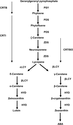 Carotenoid biosynthetic pathway in maize. PSY, phytoene synthase; PDS, phytoene desaturase; ZDS, ζ-carotene desaturase; CRTISO, carotenoid isomerase; βLCY, β-cyclase; εLCY, ε-cyclase; HYD, carotene hydroxylases; CRTB, bacterial homologue of PSY; CRTI, bacterial homologue of PDS and ZDS.