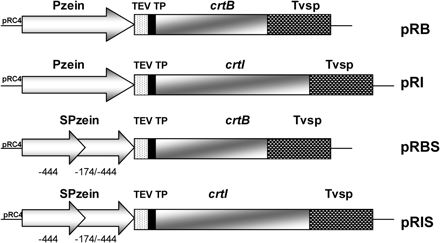 Constructs used in the maize transformations. Four constructs were generated: pRB, pRI, pRBS, and pRIS. The core plasmid was pRC4 (see Materials and methods). Pzein, 27 kDa γ-zein promoter; SPzein, ‘super 27 kDa γ-zein promoter’ obtained by repeating the -444/-174 region; TEV, tobacco etch virus 5′ untranslated region; TP, transit peptide from pea Rubisco small subunit (rbcS); crtB, Erwinia herbicola phytoene synthase; crtI, E. herbicola phytoene desaturase; Tvsp, soybean vegetative storage protein terminator.