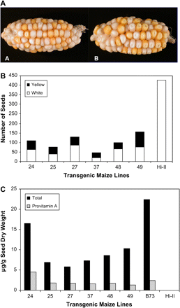 Analysis of T1 kernels. (A) Representative ears from transformed plants with enhanced provitamin A content. The crtB/crtI cotransformants were regenerated from callus and crossed with Hi-II (white maize). There is segregation of white and yellow in the T1 kernels. The lines are 48 (A) and 49 (B). (B) Total number of T1 seeds on ears from six individual transgenic maize lines.The number of yellow/orange and white seeds on each ear are shown. (C) Total carotenoid and provitamin A content of T1 seeds from transformed plants. HPLC analysis was performed on bulked samples of 20 T1 seeds from each T0 ear. The parental plants were the pRBS/pRIS regenerants from the transformed callus lines crossed with Hi-II. The amount of total carotenoid (in μg g−1 dry weight of the seed) is equal to the sum of all carotenoids, and the provitamin A carotenoids were calculated as the sum of α-carotene, β-cryptoxanthin, 13-cis-β-carotene, 15-cis-β-carotene, trans β-carotene, 9-cis-β-carotene contents present in the extracted sample.