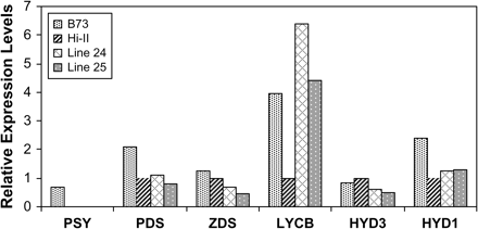 Maize carotenoid gene expression. Total RNA was isolated from T4 kernels of lines 24 and 25. Transcript levels were measured by RT-PCR using gene-specific primers and the data were normalized using 18S rRNA accumulation as a control. Histogram represents average expression levels of determinations from two separate experiments conducted with pooled 3–4 seeds for each line.