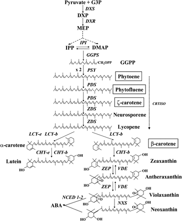 Carotenoid biosynthesis in plants. Carotenoid intermediates that accumulated only in the Or transgenic potato tubers but not in the controls are boxed. The abbreviations for the metabolic intermediates and genes are as follows: G3P, D-glyceraldehyde-3-phosphate; DXP, 1-deoxy-D-xylulose-5-phosphate; MEP, 2-C-methyl-D-erythritol-4-phosphate; IPP, isopentenyl diphosphate; DMAP, dimethylallyl diphosphate; GGPP, geranylgeranyl diphosphate; ABA, abscisic acid; DXS, 1-deoxy-D-xylulose-5-phosphate synthase; DXR, 1-deoxy-D-xylulose-5-phosphate reductase; IPI, isopentenyl diphosphate isomerase; GGPS, geranylgeranyl diphosphate synthase; PSY, phytoene synthase; PDS, phytoene desaturase; ZDS, ζ-carotene desaturase; CRTISO, carotene isomerase; LCY-e, lycopene ϵ-cyclase; LCY-b, lycopene β-cyclase; CHY-e, ϵ-carotene hydroxylase; CHY-b, β-carotene hydroxylase; VDE, violaxanthin de-epoxidase; ZEP, zeaxanthin epoxidase; NXS, neoxanthin synthase; NCED, 9-cis-epoxycarotenoid dioxygenase.