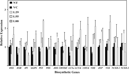 Quantitative RT-PCR analysis of the expression of endogenous carotenoid biosynthetic genes in transgenic potato tubers. The levels of expression were normalized to 18S rRNA relative to the non-transformed controls which was set to 1. Data are presented as means ±SD from two biological repeats each consisting of three experimental replicates. Biosynthetic gene symbols are as described in Fig. 1 legend.