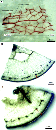 (A) Post-veraison peripheral vasculature network showing first-order vascular bundles (before any branching) and second-order vascular bundles. Basic fuchsin was infused using the wicking method, and the stained peripheral vasculature was dissected from the surrounding berry tissues. (B, C) Cross-sections near the berry equator at pre-veraison (DAA 48; B) and post-veraison (DAA 97; C) showing the distance between the epidermis and the peripheral vasculature (arrows).