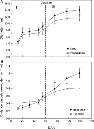 Diameter of the berry and the peripheral vasculature (A) and the distance between the berry surface and the peripheral vasculature (B) at various DAA. In (A), I, II, and III represent the three stages of berry development. Data are means ±SD, n=10 berries.