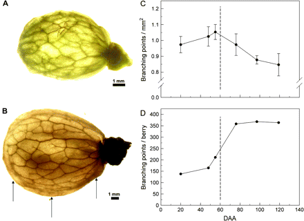Backlit photograph revealing the peripheral vascular network in (A) pre- and (B) post-veraison peeled bisected berries. The number of branch points visible in a sample area of one-half of the peeled berry was used to calculate the number of branch points per unit area (C) and the number of branch points per berry (D). Arrows indicates the relative position of sections taken for the data of Fig 4. Data are means ±SD, n=10 berries.