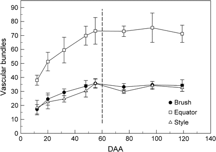 Number of vascular bundles per berry at various DAA. Bundles were counted in fresh cross-sections near the brush area, equator, and style of berries (see Fig. 3B). Data are means ±SD, n=80 bundles (10 berries).