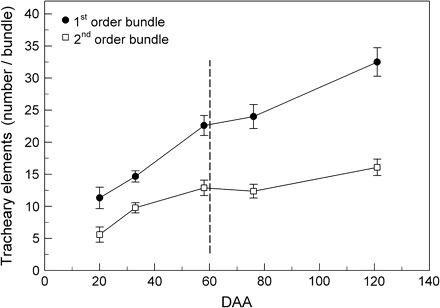 Number of tracheary elements in first- and second-order bundles from berries at various DAA. Data are means ±SD, n=20 bundles (10 berries).