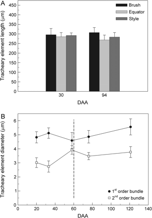 Vessel member dimensions. (A) Length measured from the macerated peripheral vasculature of berries at 30 and 94 DAA. Data are means ±SE, n=30 vessels (five berries). (B) Diameter in first- and second-order bundles from berries at various DAA. Data are means ±SE, n = 20 bundles (10 berries).