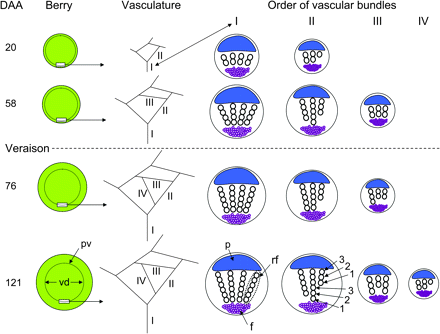 Diagram summarizing the development of the vascular network and the vascular bundles of berries at various DAA. Starting at veraison, the distance between the berry surface and the peripheral vasculature (pv) increased. This distance is the difference between the berry surface and the vascular diameter (vd). As the berry expanded, new vascular bundles differentiated, increasing the order of bundles (I–IV). Within each vascular bundle, the number of radial files (rf) remained unchanged as the berry aged. However, the ranks (1, 2, 3,…) of tracheary elements within the radial files increased throughout berry development, rank 1 being the first differentiated element. p = phloem, f = fibres.