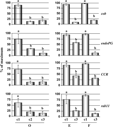 Gene expression analyses after post-harvest treatments and in fruit from different cultivars. Four genes (cob, endoPG, CCR, and rab11) whose expression levels were decreased in woolly fruit, according to the macroarray data, were assayed by qPCR using cDNAs from different post-harvest treatments and cultivars. For peaches cv. O'Henry (O), the following samples were analysed: (c1) ripened and juicy fruit; (c2) cold-stored, non-ripened fruit; and (c3) cold-stored, ripened, and woolly. For peaches cv. Elegant Lady (E) and cv. Flamekist (F), samples from: (c1) ripened and juicy fruit and (c3) cold-stored, ripened, and woolly fruit were assayed. For each gene, the relative abundance of mRNA was normalized towards tubulin in the corresponding samples. The results are presented as a percentage of the highest value of relative abundance. Different letters between each treatment represent significant differences at P < 0.05 by LSD test.