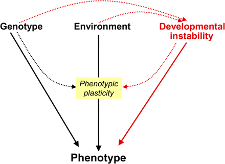 The contribution of developmental instability to phenotypic variation. Conventionally, the factors generating phenotypic variation are the genotype and the environment, with the environmental component of variation being known as phenotypic plasticity. Phenotypic plasticity also has a genetic component, because the responsiveness of an individual to the environment is dependent on the genotype (Pigliucci, 2005). However, there is an additional non-genetic factor contributing to phenotypic variation, namely developmental instability. Developmental instability causes random deviations from the target phenotype as specified by the particular combination of genotype and environment (Lajus et al., 2003). As well as affecting the phenotype directly, developmental instability can also have an indirect effect by creating random variations in phenotypic plasticity: as discussed in the text, there is good evidence that developmental instability has the potential to generate stochastic variations in the responsiveness of cells, tissues, organs, and individuals to environmental factors. In addition, there is evidence that both the genotype and the environment can modulate the degree of developmental instability in a particular character. The solid arrows indicate direct interactions with the phenotype; the broken arrows indicate indirect interactions. The section of the diagram in red represents those interactions that are not conventionally included when considering sources of phenotypic variation. See text for further information.