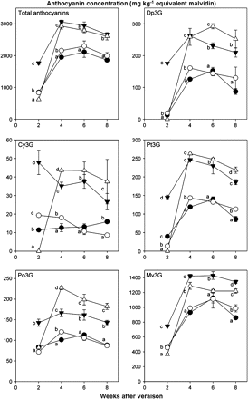 Concentration of total and 3-O-glycosylated anthocyanin compounds from the different light exposure treated berry skins, taken from 2–8 weeks after veraison. (filled inverted triangles) T1 exposed; (open circles) T2 delayed; (filled circles) T3 shaded; (open triangles) T4 leaf removal. Anthocyanin concentrations are calculated in malvidin equivalents. Vertical bars indicate the standard deviation (three biological replicates). Different letters indicate significant differences between treatments as calculated by Tukey statistical analysis (P <0.05).