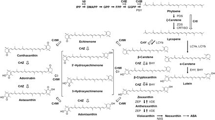 A diagram of the plant carotenoid biosynthetic pathway and proposed pathway that was generated by introduction of bacterial key enzyme genes. Narrow arrows indicate reactions catalysed by plant endogenous enzymes. Bacterial enzymes encoded by the introduced key genes are indicated in bold, and the reactions they catalyse are indicated with boxed arrows. The chemical structures are only shown for carotenoids synthesized in the transgenic B. napus seeds that were generated in this study. IPP, isopentenyl pyrophosphate (diphosphate); DMAPP, dimethylallyl pyrophosphate; GPP, geranyl pyrophosphate; FPP, farnesyl pyrophosphate; GGPP, geranylgeranyl pyrophosphate; PSY, plant phytoene synthase; PDS, plant phytoene desaturase; ZDS, plant ζ-carotene desaturase; CRTISO, plant carotene isomerase; LCYb, plant lycopene β-cyclase; LCYe, plant lycopene ϵ-cyclase; BHY, plant β-carotene hydroxylase; EHY, plant ϵ-carotene hydroxylase; ZEP, plant zeaxanthin epoxidase; VDE, plant violaxanthin de-epoxidase; NXS, plant neoxanthin synthase; Idi, bacterial IPP isomerase; CrtE, bacterial GGPP synthase; CrtB, bacterial phytoene synthase; CrtI, bacterial phytoene desaturase/carotene isomerase; CrtY, bacterial lycopene β-cyclase; CrtW, bacterial β-carotene ketolase; CrtZ, bacterial β-carotene hydroxylase; ABA, abscisic acid.