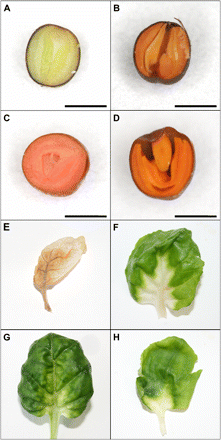 Sections of the B. napus seeds (A–D) and the leaves after 1 month of culture on the medium containing the herbicide norflurazon (E–H). A, E, untransformed control; B, F, the transgenic line 1a5b; C, G, the transgenic line 1a5c; D, H, the transgenic line 1b5c. Bars in A–D indicate 1 mm.