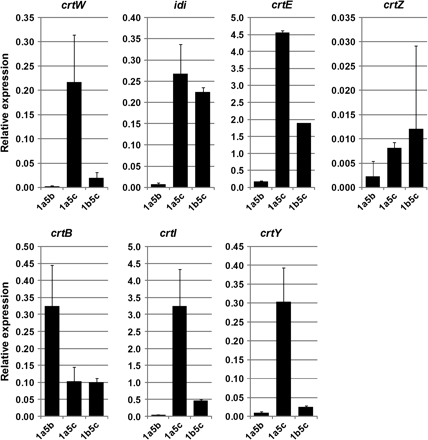 Real-time RT-PCR analysis of the transgenes involved in carotenoid biosynthesis in the transgenic B. napus seeds. The ACT7 gene was also monitored as a reference. Data are means from analysis of two independent seed batches. Error bars indicate the standard deviation (SD).