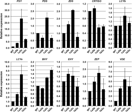 Real-time RT-PCR analysis of the endogenous genes involved in carotenoid biosynthesis in the transgenic B. napus seeds. The ACT7 gene was also monitored as a reference. The expression levels of the genes in transgenic seeds are expressed relative to those in untransformed control seeds. Data are means from analysis of two independent seed batches. Error bars indicate the standard deviation (SD).