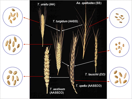 The evolutionary and genome relationships between cultivated bread and durum wheats and related wild diploid grasses, showing examples of spikes and grain. Modified from Snape and Pánková (2006), and reproduced by kind permission of Wiley-Blackwell.