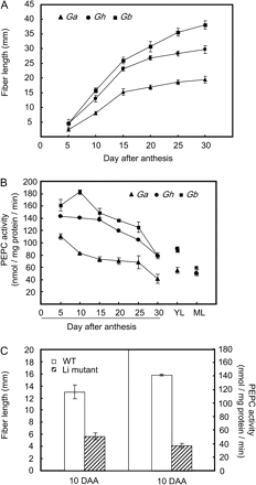 Correlation between PEPC activity and fibre elongation among Genotypes of G. arboreum (Ga), G. hirsutum (Gh), and G. barbadense (Gb). (A) Kinetics of fibre elongation; (B) PEPC activity, and (C) reduced PEPC activity correlates with reduced fibre length in 10-d fibre of Li1 mutant, as compared with its parental line TM-1. YL, young leaves; ML, mature leaves. Each value is the mean ±SE of three replicates.