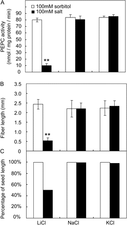 Effect of a high concentration of LiCL on fibre elongation and seed size. (A) PEPC activity in cotton fibre. Note PEPC activity was significantly reduced by 100 LiCl but not by NaCl and KCl at the same concentration. (B) Fibre length is significantly reduced by LiCl but not by NaCl and KCl. (C) Seed size (measured as% of seed length) was also reduced by LiCl. Each value is the mean ±SE of three replicates. An asterisk indicates a significant difference (t test, *P <0.05; **P <0.01).