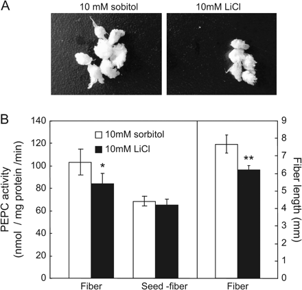 Effect of 10 mM LiCl treatment on fibre elongation. (A) Seed and fibre morphology after in vitro culture with 10 mM LiCl. (B) Fibre length and the PEPC activity in fibre and seeds (with fibre removed) after salt-treatment. Each value is the mean ±SE of three replicates. *P <0.05, **P <0.01.