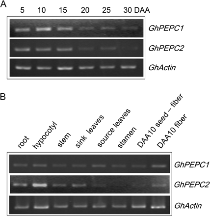 Transcript levels of GhPEPC1 and 2 in cotton fibre during development and in other tissues. (A) Expression of GhPEPC1and 2 during fibre development. Note their transcript abundance was evidently higher at the elongation phase (5–15 DAA) than that at the slow-to-terminal elongation stage (20–30 DAA). (B) Expression of GhPEPC1and 2 in other tissues. Note the high transcript level in fibres as compared to the seed with fibre removed. GhActin was used as an internal control.