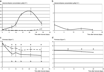 Ethylene evolution and firmness dynamics in Mondial Gala (a, c) and Fuji (b, d) apple fruit. For Mondial Gala, the continuous lines represent the normal ethylene and softening physiology, while the dashed lines indicate the distorted ripening in 1-MCP-treated fruit (a and c). 1-MCP was not applied to Fuji fruit, thus only normal ripening is shown. Standard errors are shown by vertical lines. Points of the ethylene production curves (Mondial Gala control/Mondial Gala 1-MCP-treated/Fuji) characterized by the same letter are not significantly different (LSD test P ≤0,05). In all graphs the days of assessment are reported on the x-axes.