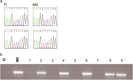 Md-PG1SNP polymorphism in Fuji and Mondial Gala and segregation in their progeny. (a) DNA sequence particulars at the polymorphic SNP site for the parent cultivars. (b) SNP segregation revealed by electrophoresis on agarose gel. The two parental cultivars are indicated with Fj for Fuji and MG for Mondial Gala, while the seedlings are coded with numbers from 1 to 9. (This figure is available in colour at JXB online.)
