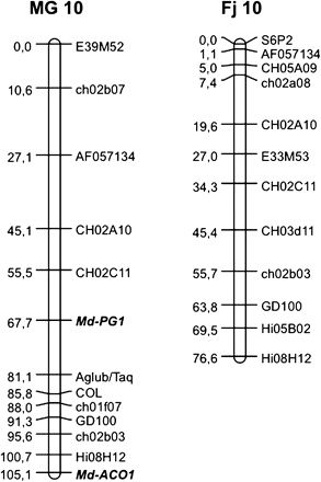 Apple linkage group 10 for Mondial Gala and Fuji developed from the Fj×MG population. For Mondial Gala, two mapped functional markers based on candidate genes are shown in bold: Md-PG1 and Md-ACO1.