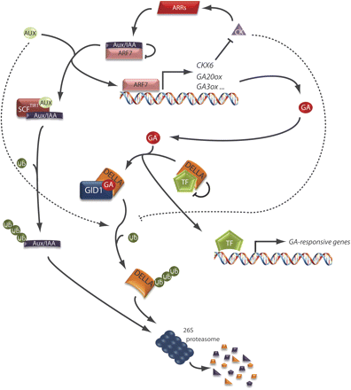 Interplay of auxins (AUX) and gibberellins (GA) in gene regulation. The regulation of auxin- and gibberellin-induced genes occurs in a similar manner; in the presence of the phytohormone, a phytohormone–receptor–repressor complex (auxin–SCFTIR1–Aux/IAA and gibberellin–GID1–DELLA, respectively) is formed. This leads to the degradation of the repressors via the ubiquitin–proteasome pathway, thus releasing transcription factors (ARF7 and ‘TF’, respectively) from inactive complexes with the repressors. Auxin appears to work upstream of the gibberellin signalling pathway, since gibberellin accumulation occurs as a result of auxin-induced transcription of the gibberellin biosynthetic genes GA20ox and GA3ox. Furthermore, auxin induces the expression of CKX6, a gene encoding a cytokinin-degrading enzyme. This results in a reduced cytokinin level, leading to the repression of cytokinin-induced, ARR-mediated accumulation of Aux/IAA proteins, amongst others, which provide a positive feedback regulation of auxin-induced transcription. Both auxin and cytokinin affect the degradation of DELLA proteins (dotted lines), either by stabilizing DELLAs (cytokinin) or by being required for their degradation (auxin) in an as yet unknown fashion. Arrows indicate activation, and blocked arrows indicate repression of either protein function or accumulation.