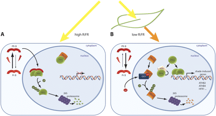 PIF4-mediated shade-induced gene regulation. In white light (high R:FR), PIF4-mediated transcriptional activation is inhibited. Part of the PIF4 protein pool is sequestered in inactive complexes with DELLA proteins, whereas another part is bound by the FR-absorbing active phyB (PfrB), which leads to the degradation of PIF4 via the ubiquitin–proteasome pathway. In FR light-enriched environments, e.g. due to canopy shade, PfrB is converted to its R-absorbing inactive form (PrB), which abolishes its ability to bind PIF4. Thus, PIF4 can accumulate, allowing transcription of shade-induced genes. In addition, gibberellin levels increase in response to shade, which leads to the degradation of DELLA proteins, releasing an additional pool of PIF4 protein. In prolonged shade, HFR1 accumulates and forms heterodimers with PIF4 that do not bind to DNA any more, thus preventing an exaggerated response.