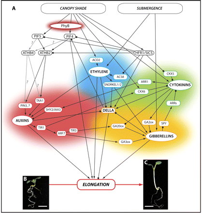 Phytohormone signalling network regulating shade-induced elongation growth. Canopy shade leads to a series of reactions in a plant, some of the earliest including the phyB-mediated transcript accumulation of the transcription factors ATHB2, ATHB4, and HFR1/SICS, as well as the accumulation of ethylene. These fast responses are followed by a network of interactions of other phytohormones such as auxin, gibberellin, and cytokinin, whose signalling intermediates interact with and influence each other at multiple levels (A). The result is a complex change in plant architecture, the most obvious effect being a dramatic elongation compared with plants growing in white light. This is illustrated by Arabidopsis wild-type (Col-0) seedlings that were induced to germinate in white light for 4 d and either kept in white light (B) or incubated in simulated shade in a red-tinted phytatray II (Sigma-Aldrich®) (C) for another 4 d. Scale bar=3 mm. A plant's response to submergence includes similar phenotypic changes, the most obvious being a rapid stem elongation, and is likely to involve a similar, if not the same, network of phytohormone interactions. This is represented by submergence forming a second input into the same network, as illustrated by the increased levels of ethylene and gibberellin observed in submerged plants, and the induction of SNORKEL1 and SNORKEL2, which in turn increase gibberellin levels and enhance DELLA degradation. Each phytohormone and its respective signalling intermediates involved in this network is shaded in the same colour as follows: auxin, red; ethylene, blue; cytokinin, green; gibberellin, yellow. Arrows indicate positive effects (accumulation of transcript and/or protein and hormone level, respectively; activation through interaction, etc.), and blocked arrows indicate negative effects.