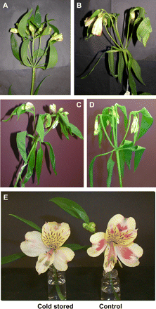 Appearance of flowers (A) at harvest prior to any stress treatment (control), (B) after removal from 6 h dehydration stress at 21 °C, (C) after removal from 48 h dehydration stress at 21 °C, (D) after 72 h cold dry stress at 4 °C, and (E) opening of cold-stressed flower compared with control at stage S5, the latter showing much more intense pigmentation. Inflorescences showed some wilting following stress treatments, but this was completely ameliorated by a 3 h refreshment treatment in water at ambient temperature.
