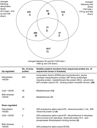 Venn diagram and details of microarray probes whose signal changed following cold stress (3 d cold treatment followed by a 3 h or 24 h refreshment period) or ambient dehydration stress (6 h or 24 h followed by a 3 h refreshment period) compared with developmental changes between stage S0 and stage S5 (stage S0 petals were from closed buds and stage S5 represents the first visible signs of senescence). The two subtreatments associated with each stress were grouped together. Details of main gene functions associated with some of the Venn diagram intersections are listed below the diagram.