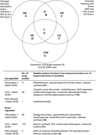 Venn diagram and details of microarray probes whose signal changed following cold stress (3 d cold treatment followed by a 3 h or 24 h refreshment period) or ambient dehydration stress (6 h or 24 h followed by 3 h refreshment period) compared with probes whose signal did not change during early unstressed floral development (from stage S0 to stage S2) The two subtreatments associated with each stress were grouped together. Details of the main gene functions associated with some of the Venn diagram intersections are listed below the diagram.