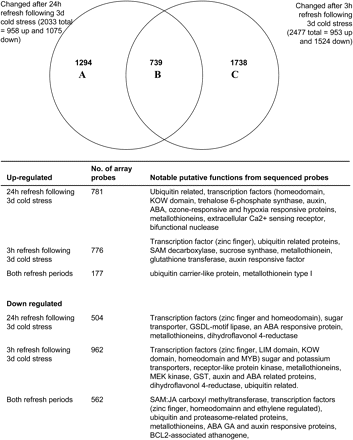 Venn diagram and details of microarray probes whose signal changed following 3 d cold stress followed by a period of 3 h or 24 h refreshment. Details of the main gene functions associated with the Venn diagram classes are listed below the diagram.
