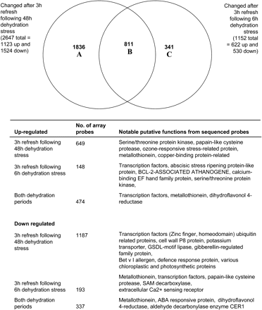 Venn diagram and details of microarray probes whose signal changed following ambient dehydration stress for 6 h or 48 h, followed by a 3 h refreshment. Details of the main gene functions associated with the Venn diagram classes are listed below the diagram.