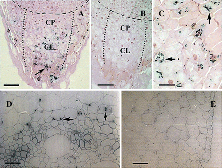 Immunolocalization of CBP70 in longitudinal sections of the root tip and on cross-sections of the mesocotyl of etiolated maize seedlings. LR White-embedded sections of the root tip (A–C) and mesocotyl (D, E) of dark-grown 4-d-old maize seedlings were analysed. (A, C, D, E) Sections were incubated with mouse anti-CBP70 mAb of the second group (523), biotinylated anti-mouse antibody, and streptavidin-alkaline phosphatase conjugate. (B) A negative control: sections incubated with non-immune serum were not stained. (A–C) Sections were post-stained with safranin. (A) CBP70 was detected in amyloplasts of the columella of the root cap (black arrow). Broken line designates a boundary between the root apex and root cap. Dotted lines enclose the zones of columella (CL) and calyptrogen (CP). Amyloplasts with stained CBP70 are well distinguished in the columella cells (black arrow). (C) A 2.5-fold magnified view of (A). (D) CBP70 was detected in plastids of parenchymal cells surrounding vascular bundles (black arrow). (E) No CBP70 was detected in the mesocotyl large parenchymal and epidermal cells. Scale bars are 75 μm (A), 60 μm (B, D), 40 μm (E), and 30 μm (C).