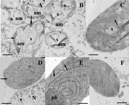 Immunogold electron microscopic detection of CBP70 localization in amyloplasts of the root cap and in etioplasts of the second leaf of the node of etiolated maize seedlings. Ultrathin sections obtained from the root cap (A) and leaf cells (C–E) of 4-d-old etiolated maize seedlings were treated with mouse anti CBP70 mAb of the second group (14A4) or (B, F) with non-immune serum as a negative control, biotinylated anti-mouse antibody, and streptavidin-gold (15 nm). (A) High amount of CBP70 was detected in amyloplasts of the root cap outside starch grains (black arrows). Low amount of CBP70 was in the cytoplasm (white arrow). (B) Negative control for amyloplast: no gold particles are seen. (C) Low amount of CBP70 in etioplasts with poorly developed membrane system (black arrow). (D) High amount of CBP70 in etioplasts with actively developing inner membrane system (black arrow). CBP70 was also detected in the nucleoplasm (black arrowhead). (E) Extremely low content of CBP70 in the etioplast with developed prolamellar body. (F) A negative control for etioplasts. am, amyloplast; s, starch grain; pb, prolamellar body. Scale bars are 1 μm.