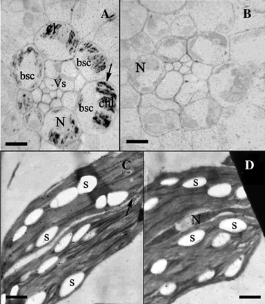 Immunochemical and immunogold electron microscopic detection of CBP70 in chloroplasts of bundle-sheath cells of green maize leaves. (A, B) Immunochemical localization of CBP70 on cross-sections of the middle part (10 cm from the base) of the third leaf of 20-d-old green maize plants. LR White-embedded leaf sections were used. (A) Sections were incubated with mouse anti-CBP70 mAb of the second group (14A4) or (B) with non-immune serum as a negative control, biotinylated anti-mouse antibodies, and streptavidin-alkaline phosphatase conjugate. (A) CBP70 in chloroplasts of bundle-sheath cells surrounding vascular bundle. Large elongated chloroplasts are positioned in bundle-sheath cells near the cell wall opposite to the vascular bundle. CBP70 is localized within chloroplasts in discrete regions arranged along the longitudinal chloroplast axis (black arrow). Plastids in other cells are not stained. (B) Negative control: CBP70 was not detected. (C) Immunogold electron microscopic detection of CBP70 in chloroplasts of bundle-sheath cells of the third leaf of 20-d-old maize green plant. (C) Ultrathin sections were treated with mouse anti-CBP70 mAbs of the second group (14A4) or (D) with non-immune serum (negative control), biotinylated anti-mouse antibodies, and streptavidin-gold (15 nm). CBP70 is localized in the chloroplast (black arrow); it is absent from starch grains bsc-bundle-sheath cells; chl, chloroplast; N, nucleus; S, starch grain; Vs, vascular bundle. Scale bars are 30 μm (A, B) and 1 μm (C, D).