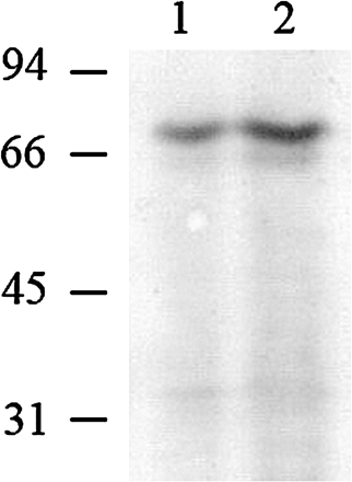 Western immunoblot detection of CBP70 isolated from etioplasts of etiolated maize seedlings. Proteins were analysed by SDS-PAGE. Blots were probed with mouse anti-CBP70 mAbs of the second group (14A4), and the antibody was detected using the secondary anti-mouse antibody conjugated with alkaline phosphatase. Lane 1, 100 μg of plastid proteins. Lane 2, CBP70 (2 μg) isolated by affinity chromatography using tZR-Toyopearl. Molecular weight standards are indicated on the left (kDa).