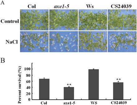 Phenotype comparison of axe1-5 and HAD6-RNAi plants in response to salt stress. (A) 5-d-old seedlings of Col wild-type, axe1-5, Ws wild-type, and HDA6-RNAi (CS24039) were transferred to a medium containing 125 mM NaCl, and the pictures were taken after 5 d. (B) 5-d-old seedlings were transferred to a medium containing 125 mM NaCl, and the percentage survival of seedlings was measured after 5 d. Each data point represents the mean of a single experiment performed in triplicate (n ≥100). Asterisks mark values that are significantly different from the wild type (t test, *P <0.05, **P <0.01).