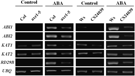 RT-PCR analysis of ABA-responsive gene expression in axe1-5 and HDA6-RNAi plants. 2-week-old Col wild-type, axe1-5, Ws wild-type, and HDA6-RNAi (CS24039) plants were treated with 100 μM of ABA for 3 h (Ws and CS24039) or 12 h (Col and axe1-5). Total RNA for RT-PCR analysis was isolated from leaf tissues. Ubiquitin (UBQ) was used as an internal control.